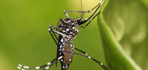 প্রাকৃতিক উপায়ে মশা তাড়ানোর উপায়