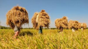 হেমন্তের হৈমন্তী