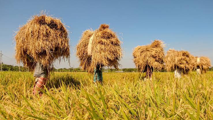 হেমন্তের হৈমন্তী