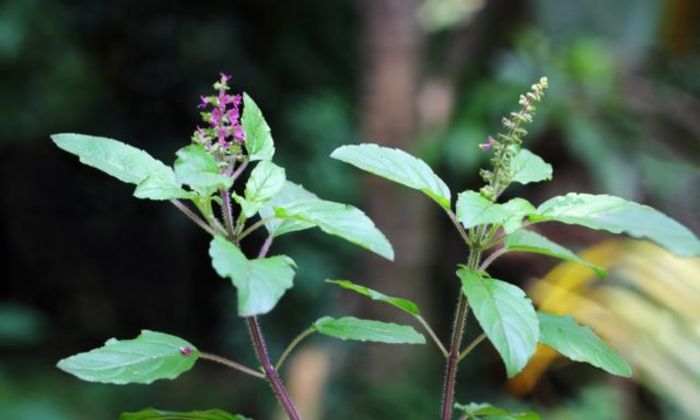 পুদিনার যত গুনাগুণ