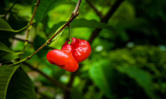 জামরুল, ঔষধি গুণসম্পন্ন একটি ফল