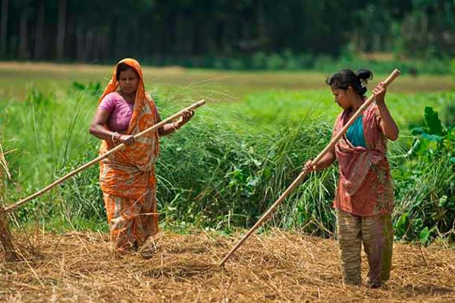 কৃষিতে নারীর অবদান থাকলেও স্বীকৃতি নেই